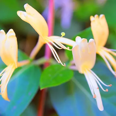 Le Magnolia * La Rochefoucauld