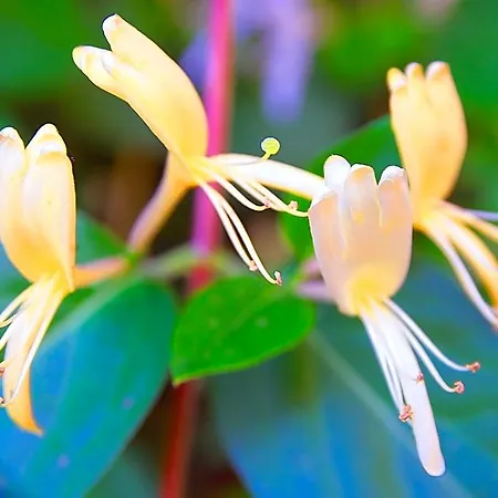 Le Magnolia * La Rochefoucauld